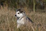 ALASKAN MALAMUTE 478